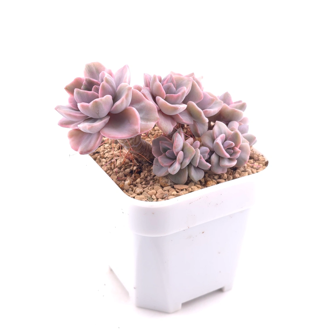 Graptoveria ‘Mrs Richard’ variegated | 彩虹糖錦 thumbnail 3