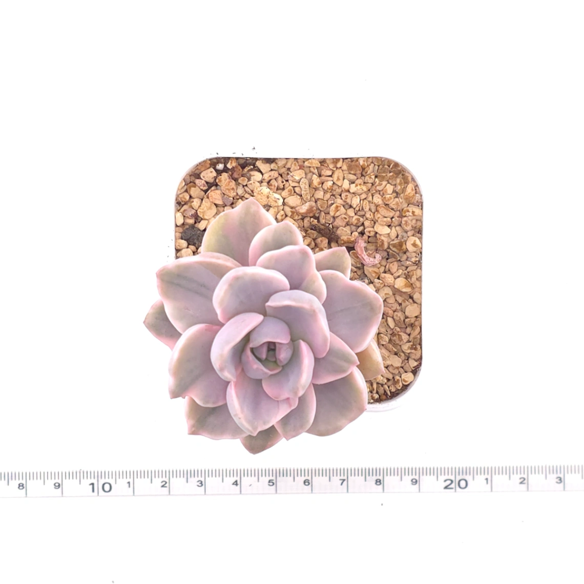 Graptoveria ‘Mrs Richard’ variegated | 彩虹糖錦 thumbnail 4