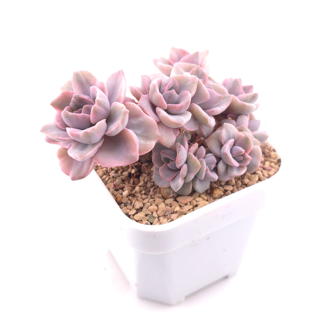Graptoveria ‘Mrs Richard’ variegated | 彩虹糖錦 thumbnail 2