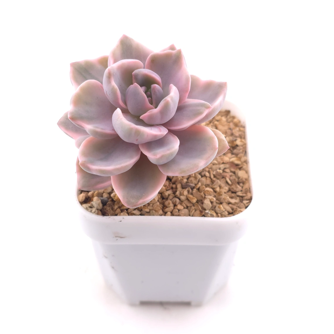 Graptoveria ‘Mrs Richard’ variegated | 彩虹糖錦 thumbnail 2
