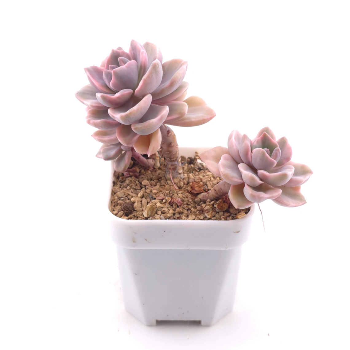 Graptoveria ‘Mrs Richard’ variegated | 彩虹糖錦 thumbnail 3