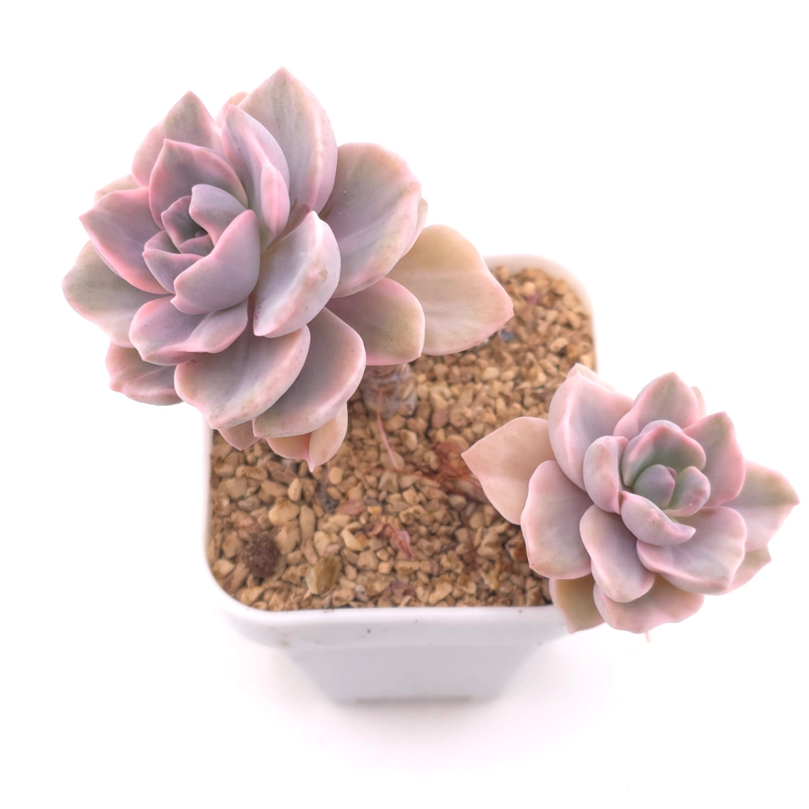 Graptoveria ‘Mrs Richard’ variegated | 彩虹糖錦 - View 1