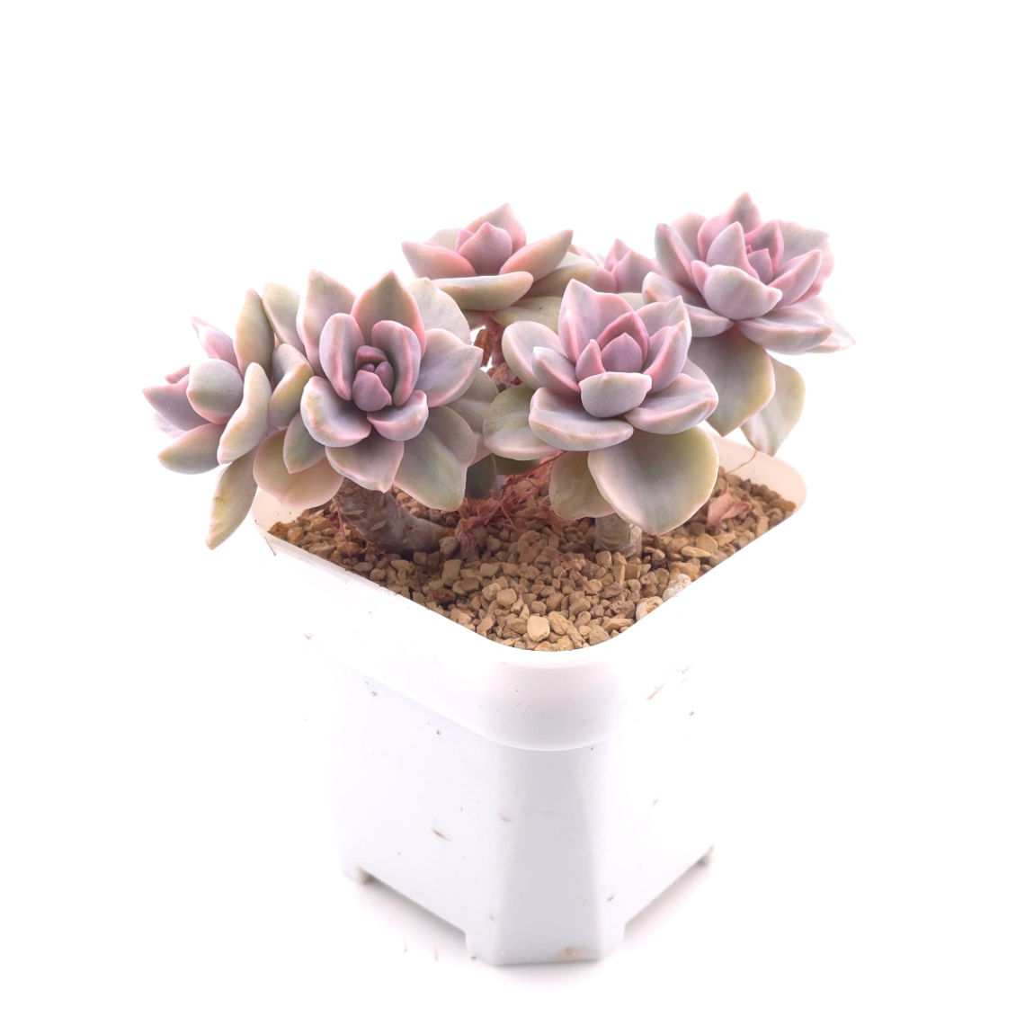 Graptoveria ‘Mrs Richard’ variegated | 彩虹糖錦 thumbnail 3