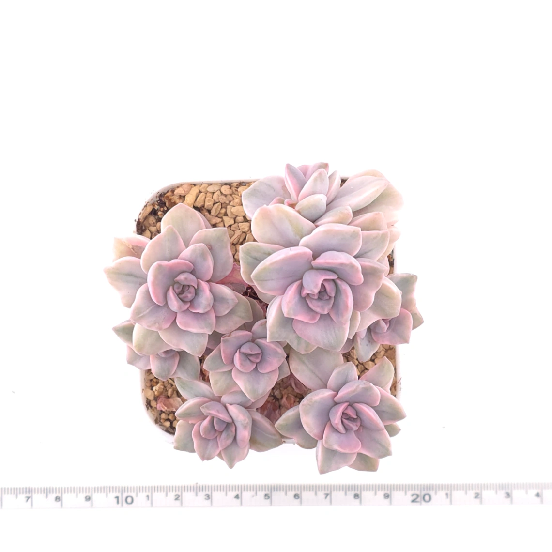 Graptoveria ‘Mrs Richard’ variegated | 彩虹糖錦 thumbnail 4