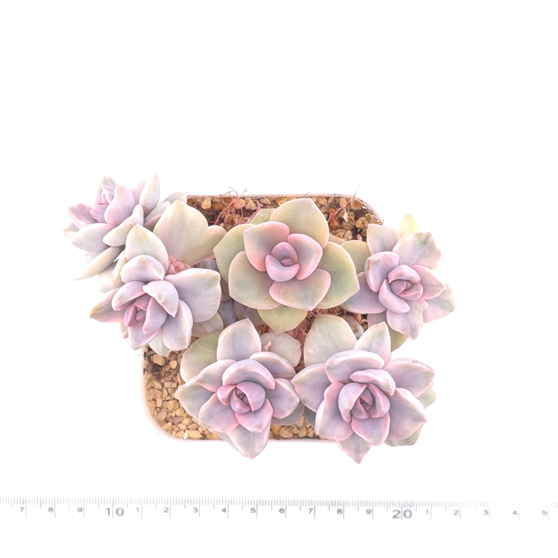 Graptoveria ‘Mrs Richard’ variegated | 彩虹糖錦 thumbnail 4