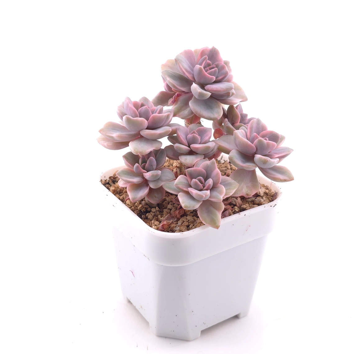 Graptoveria ‘Mrs Richard’ variegated | 彩虹糖錦 thumbnail 3