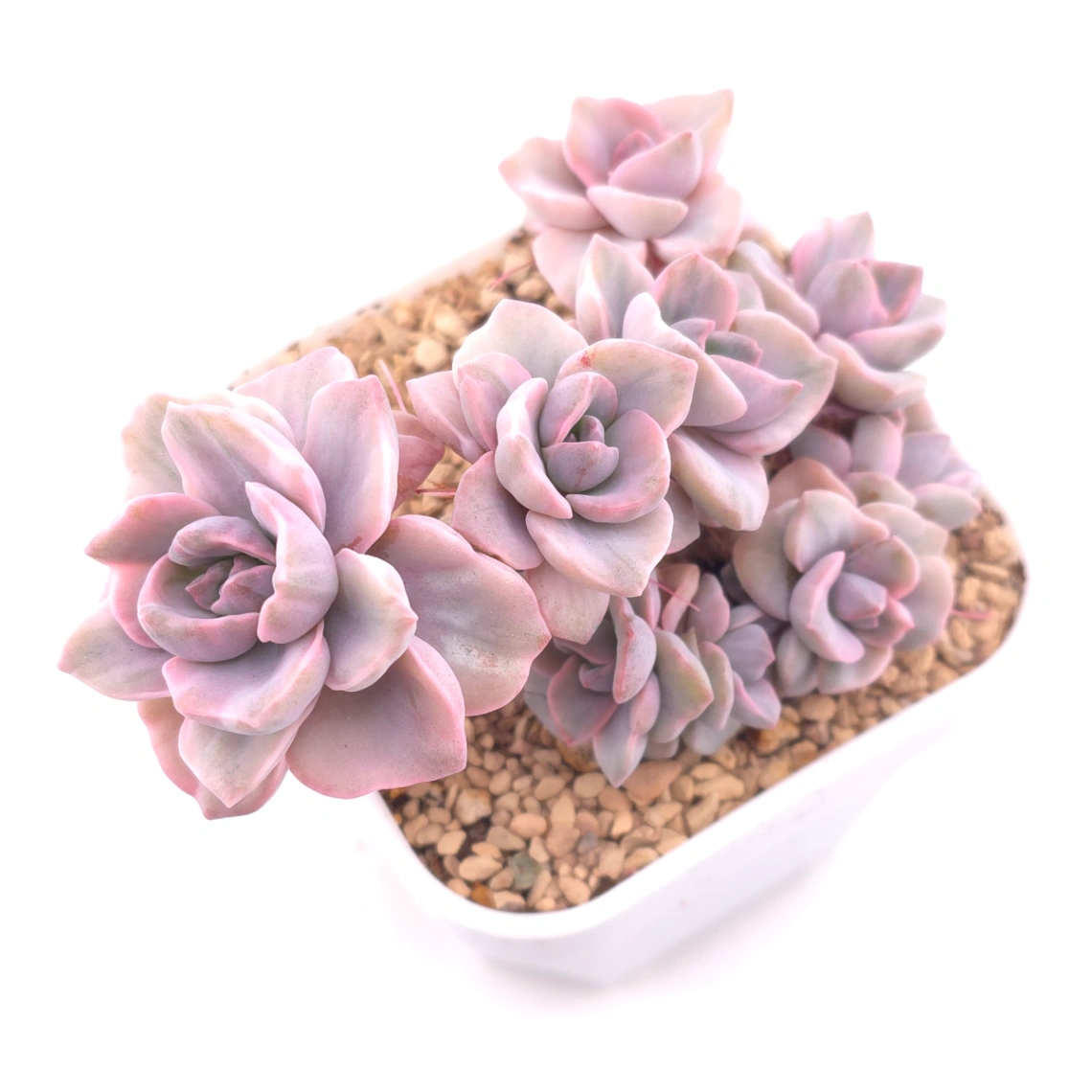 Graptoveria ‘Mrs Richard’ variegated | 彩虹糖錦 - View 1