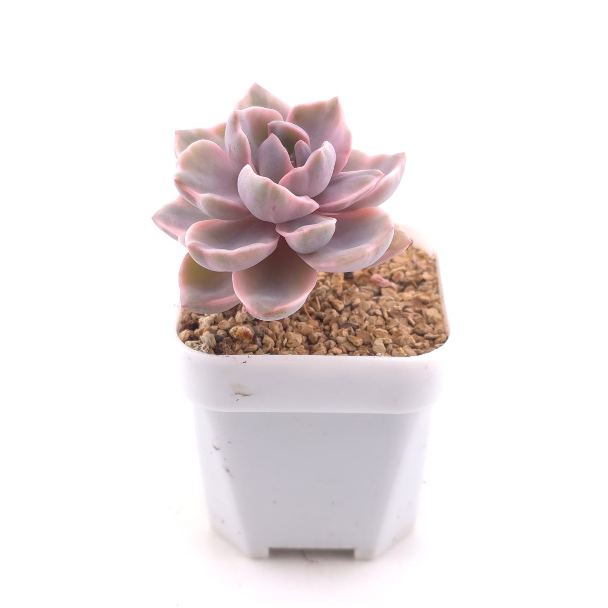 Graptoveria ‘Mrs Richard’ variegated | 彩虹糖錦 thumbnail 3