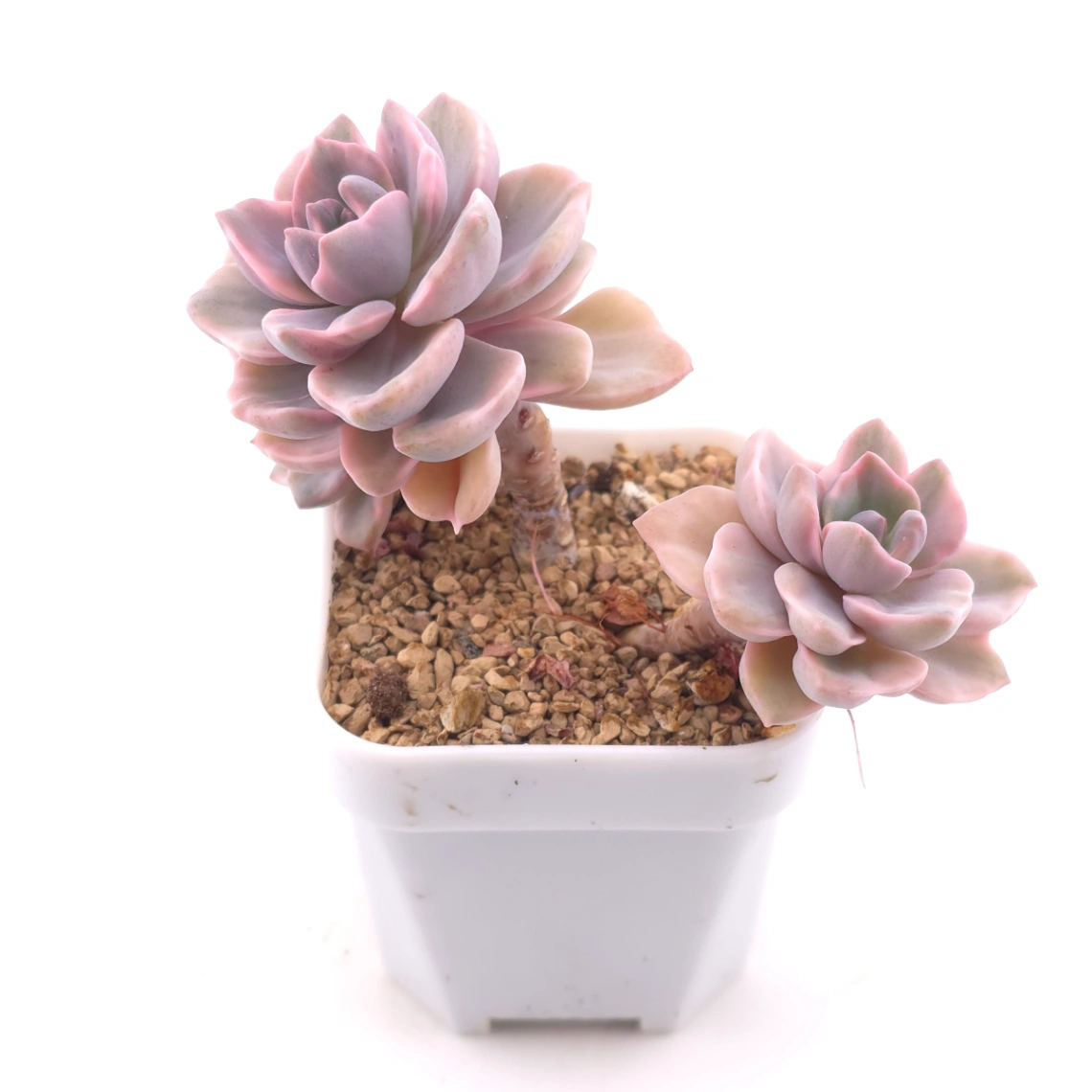 Graptoveria ‘Mrs Richard’ variegated | 彩虹糖錦 thumbnail 2
