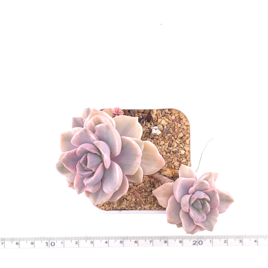 Graptoveria ‘Mrs Richard’ variegated | 彩虹糖錦 thumbnail 4