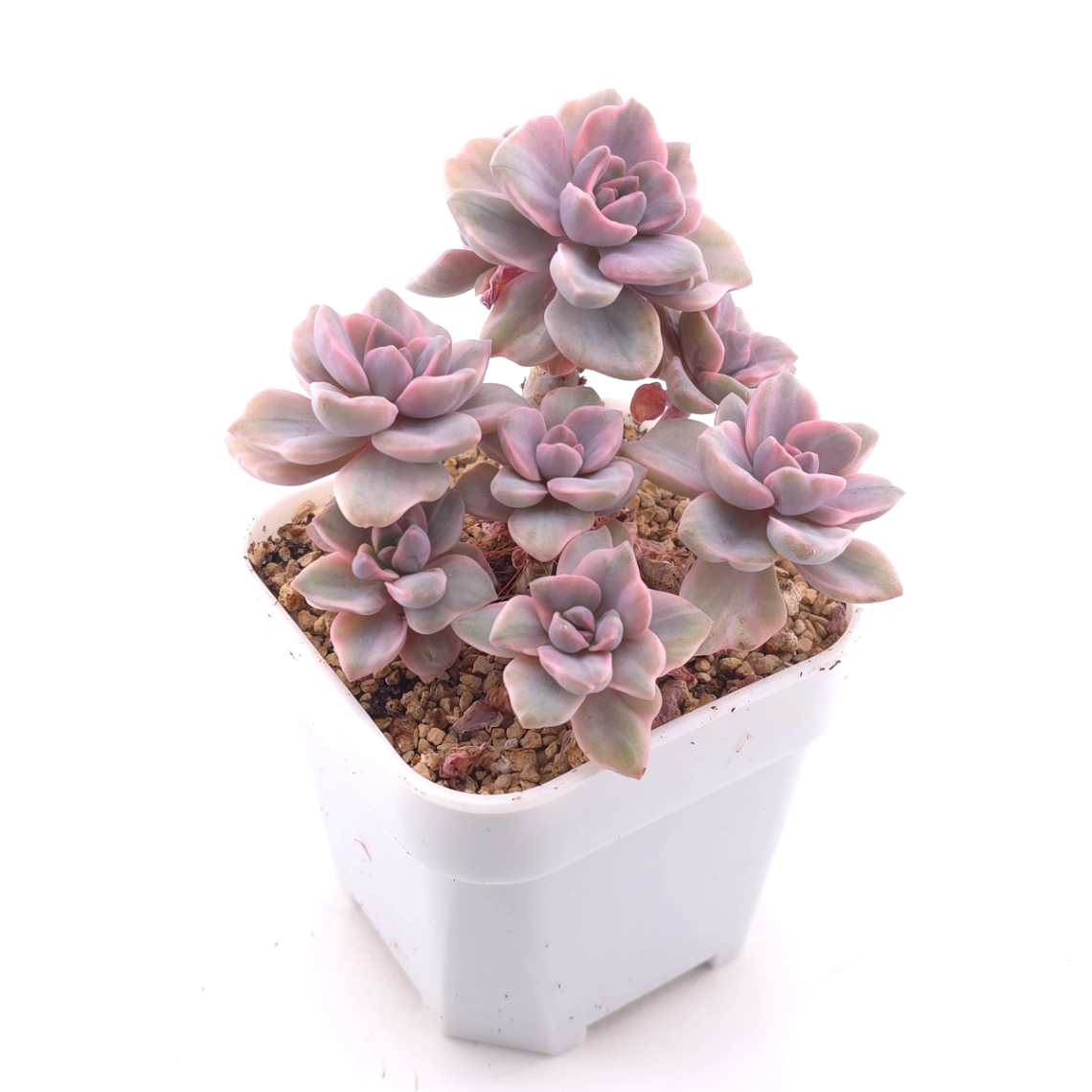 Graptoveria ‘Mrs Richard’ variegated | 彩虹糖錦 thumbnail 2