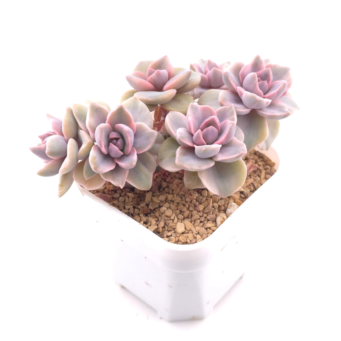 Graptoveria ‘Mrs Richard’ variegated | 彩虹糖錦 thumbnail 2