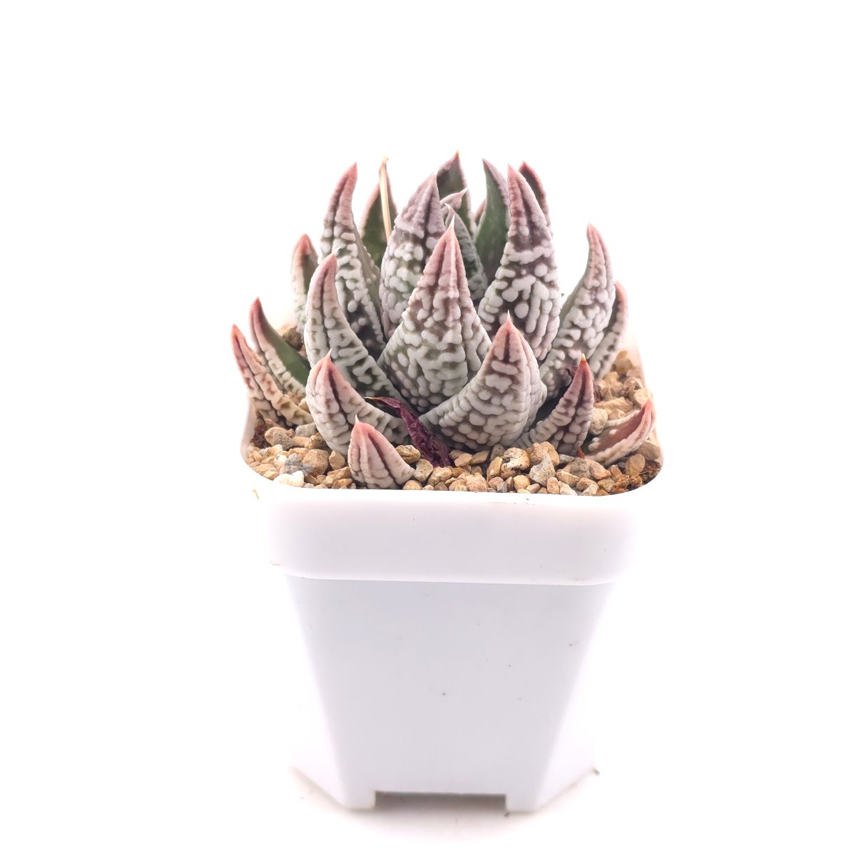Haworthia pumila ‘Emperor’ | 皇帝 thumbnail 3