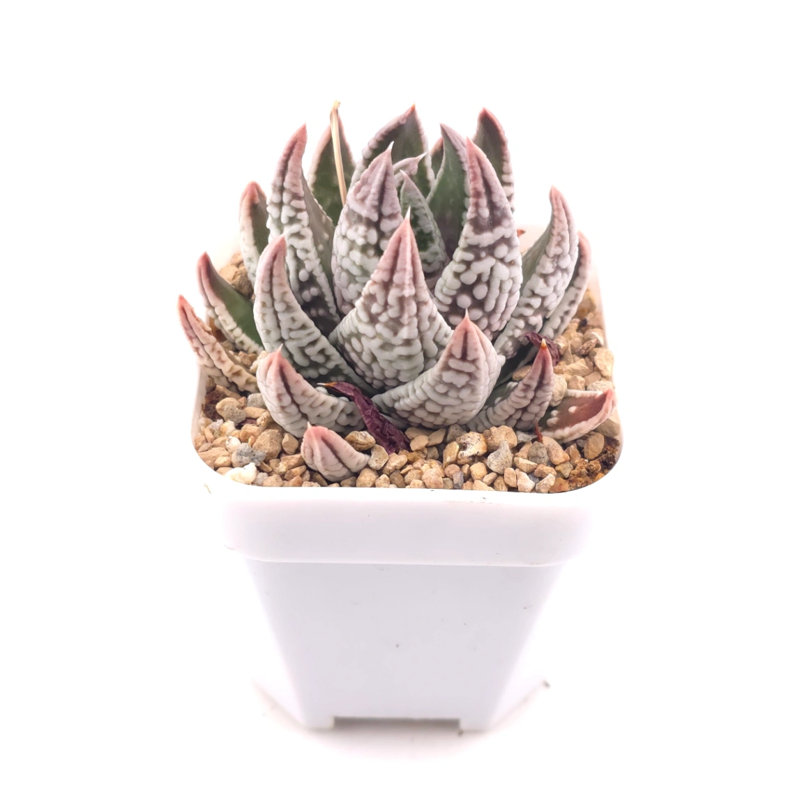 Haworthia pumila ‘Emperor’ | 皇帝 thumbnail 2