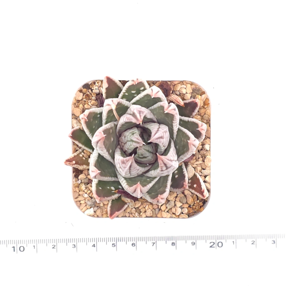 Haworthia pumila ‘Emperor’ | 皇帝 thumbnail 4