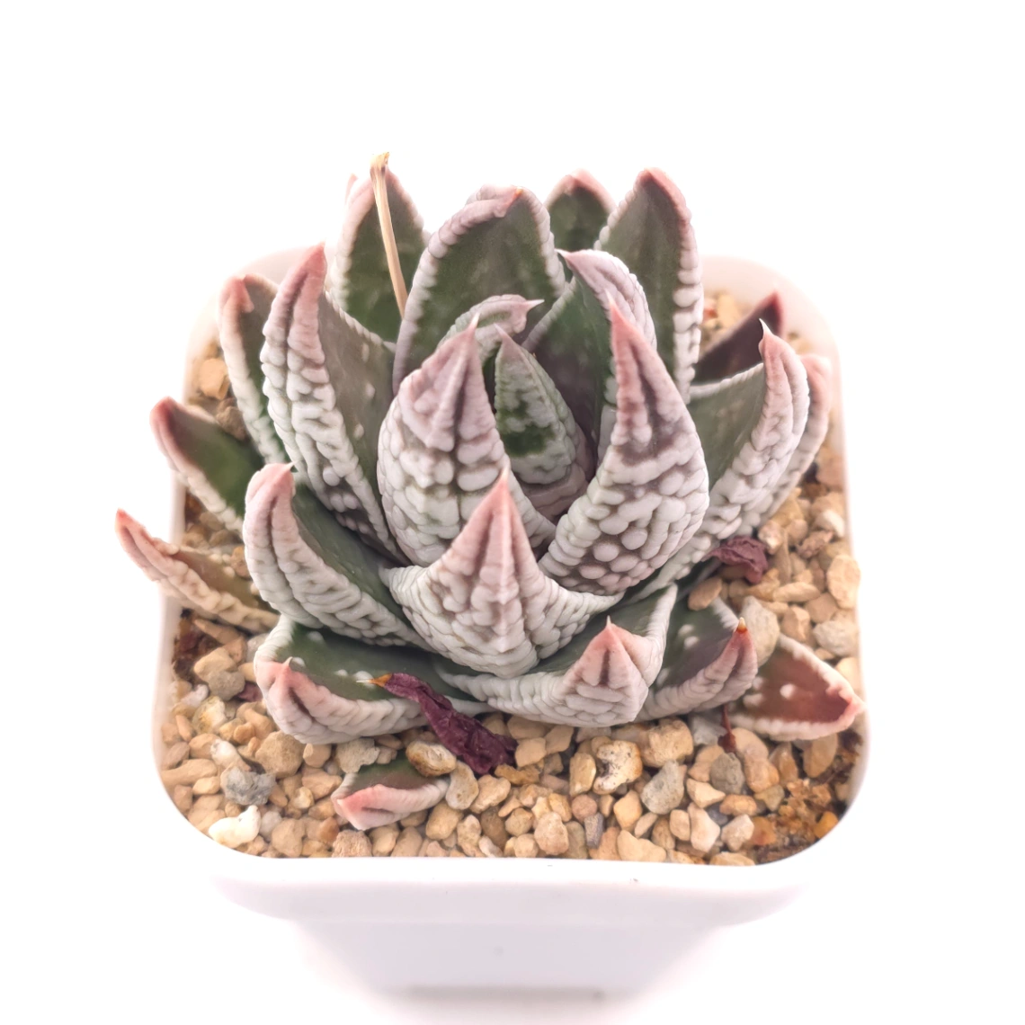Haworthia pumila ‘Emperor’ | 皇帝 - View 1