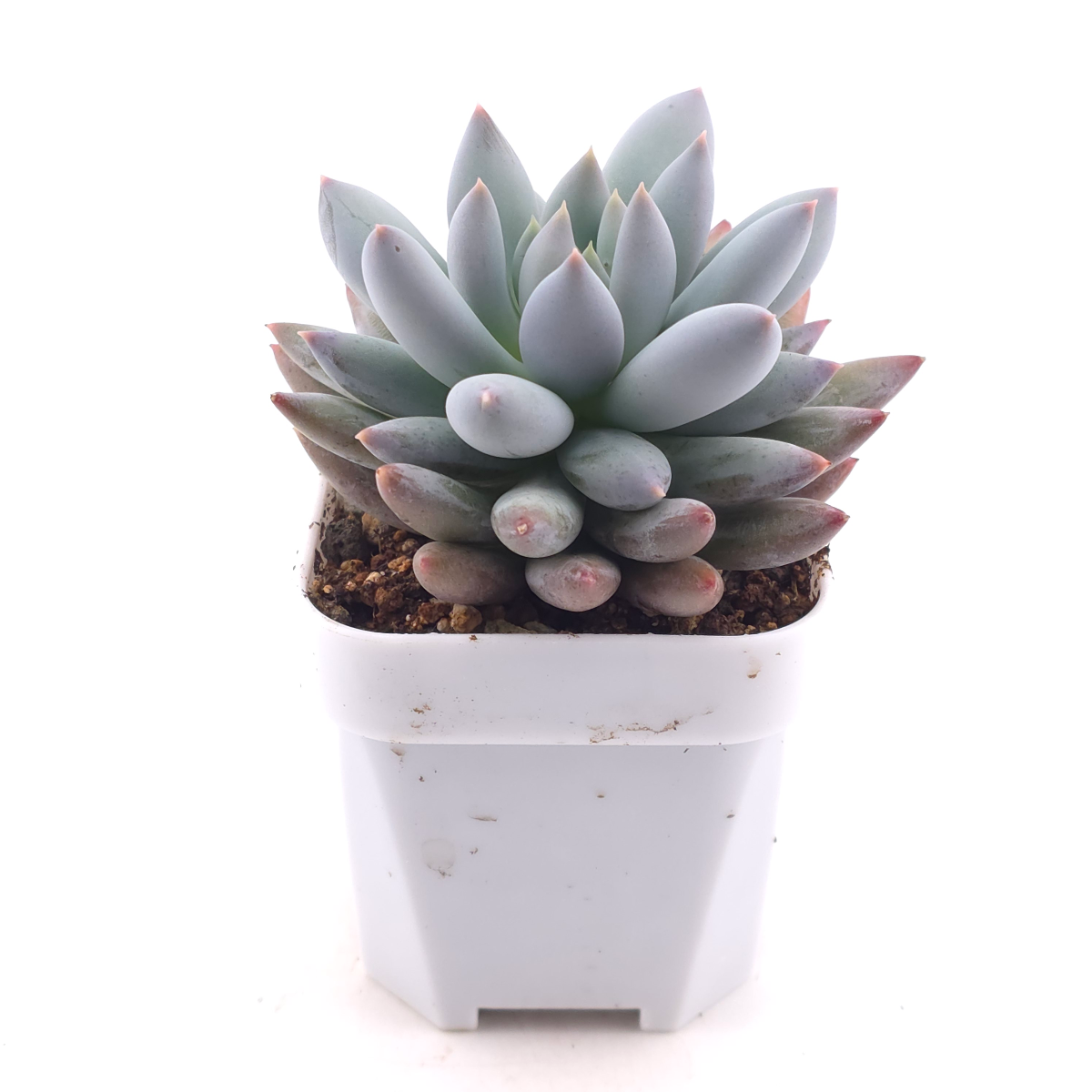 Pachyphytum ‘Angel's Finger’ | 所羅門 thumbnail 3