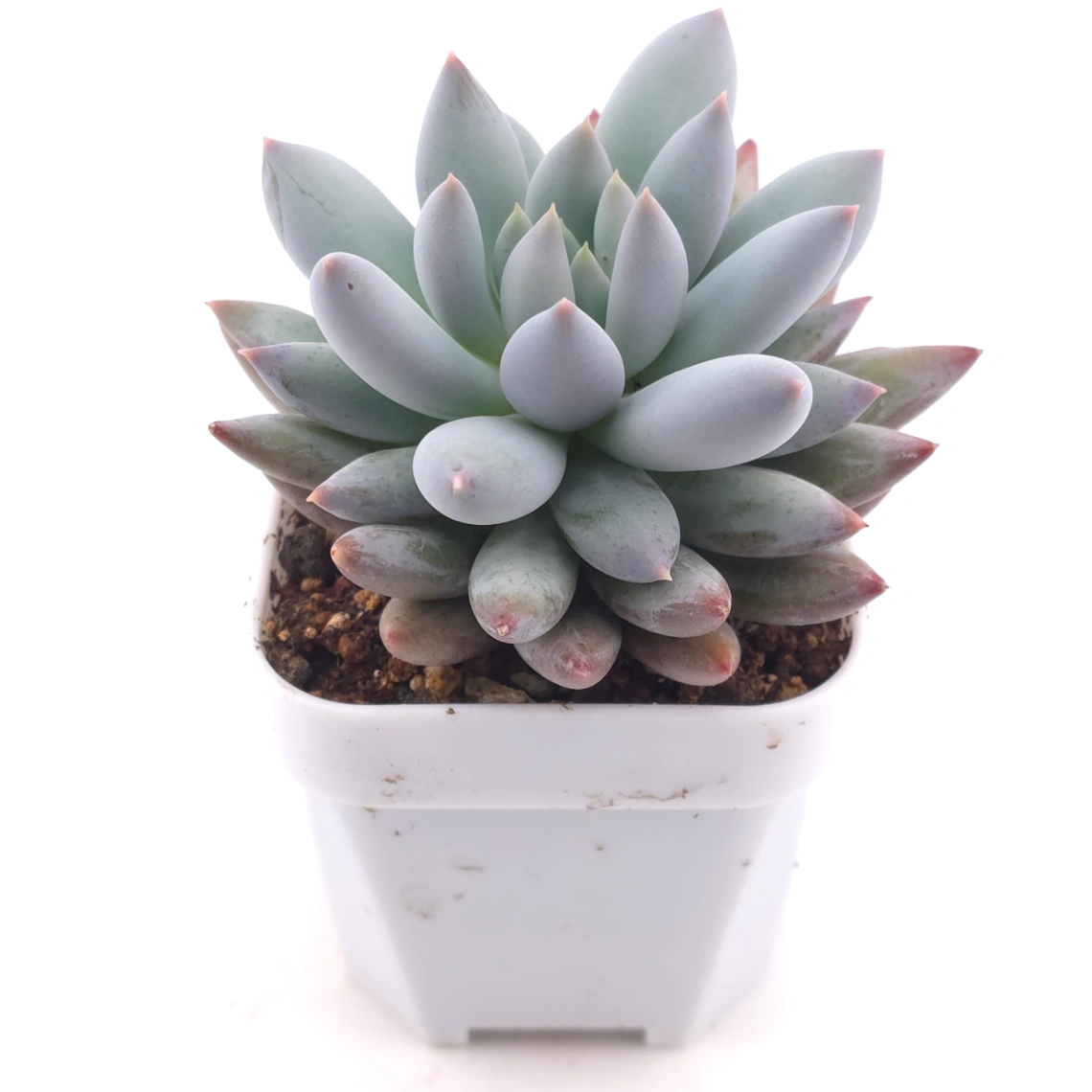 Pachyphytum ‘Angel's Finger’ | 所羅門 thumbnail 2