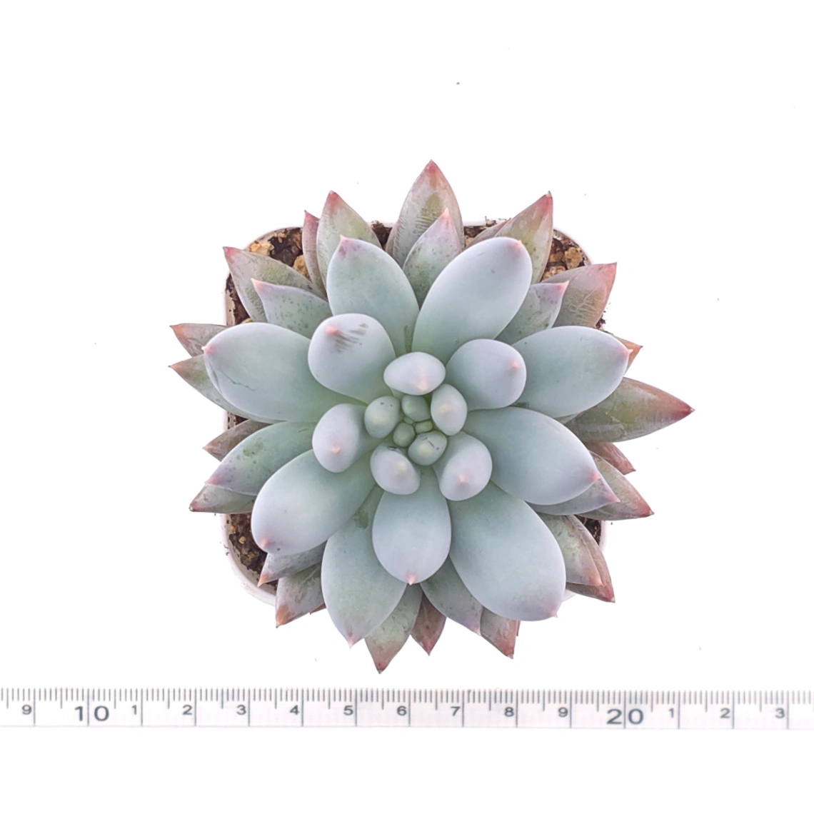 Pachyphytum ‘Angel's Finger’ | 所羅門 thumbnail 4