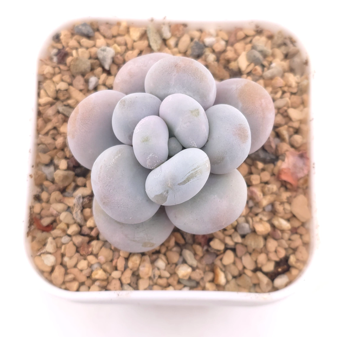 Pachyphytum ‘Cheese’ | 奶酪 - View 1