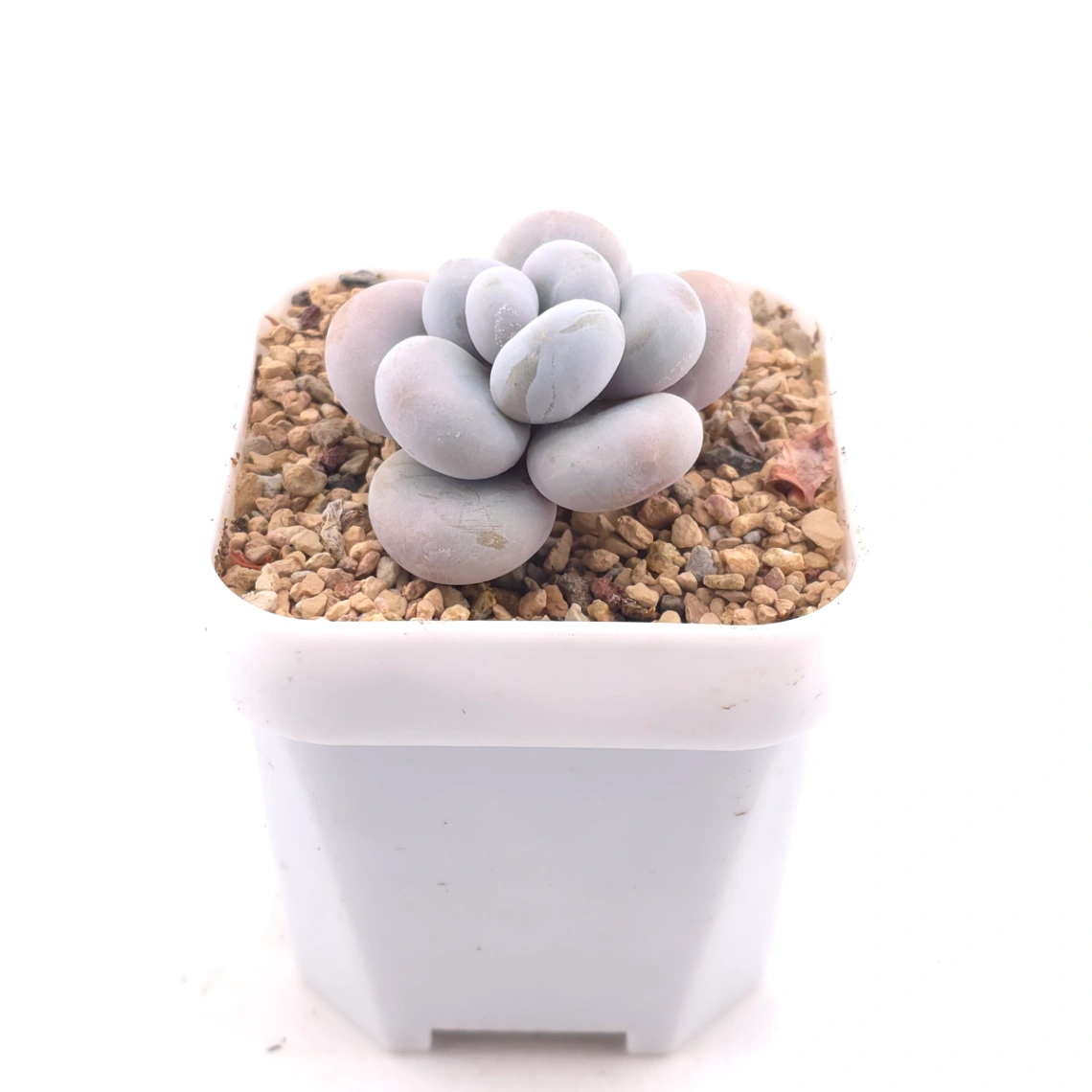 Pachyphytum ‘Cheese’ | 奶酪 thumbnail 3