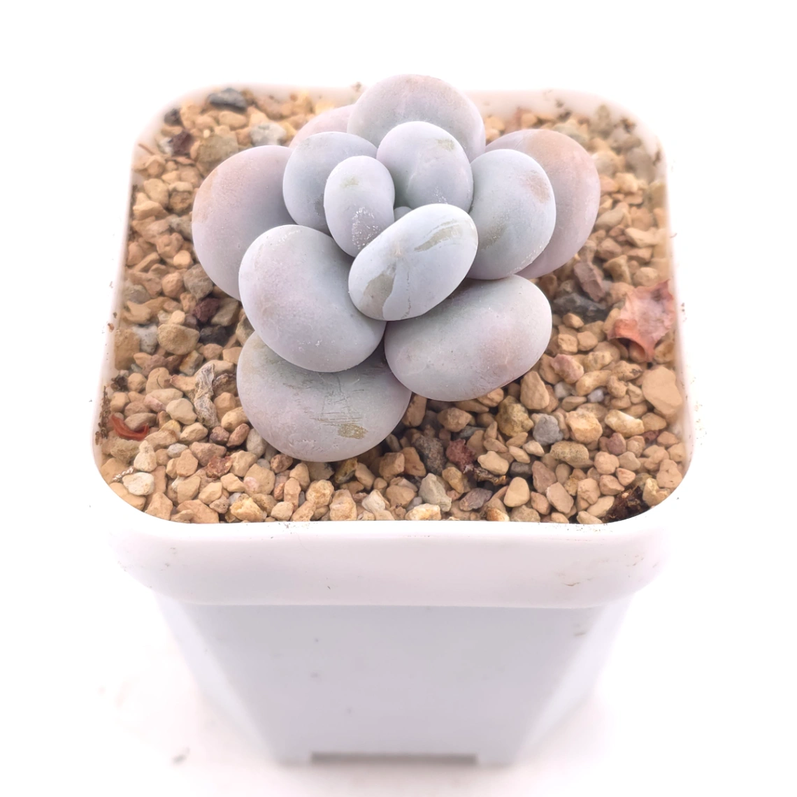 Pachyphytum ‘Cheese’ | 奶酪 thumbnail 2