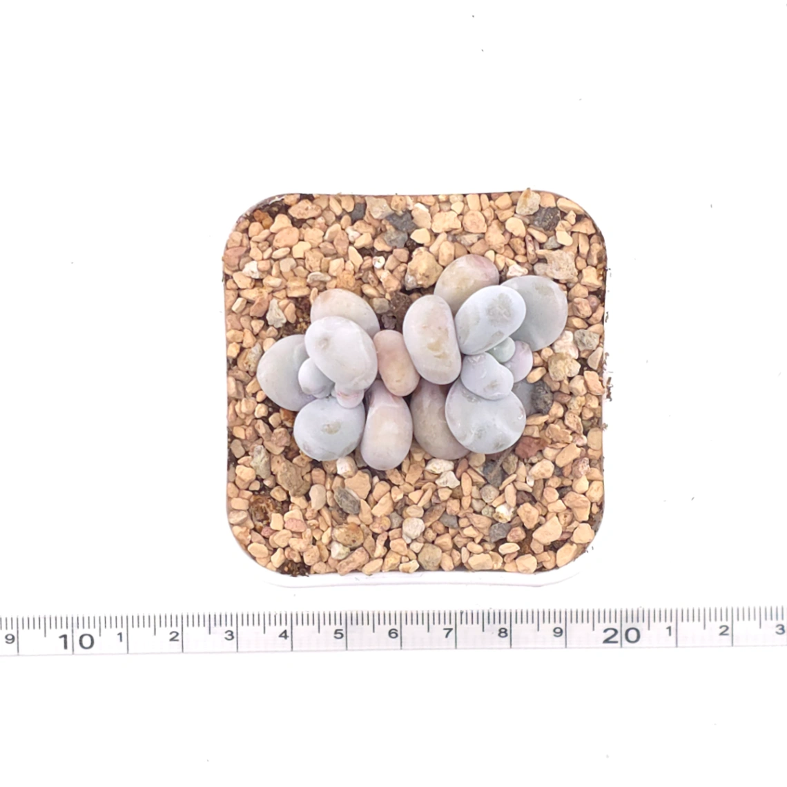 Pachyphytum ‘Cheese’ | 奶酪 thumbnail 4