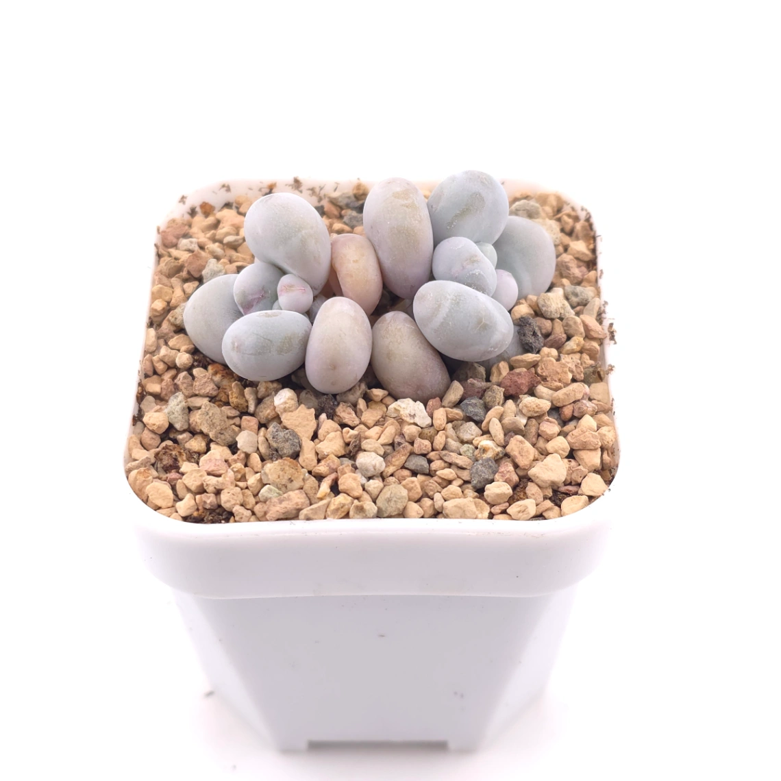 Pachyphytum ‘Cheese’ | 奶酪 thumbnail 2