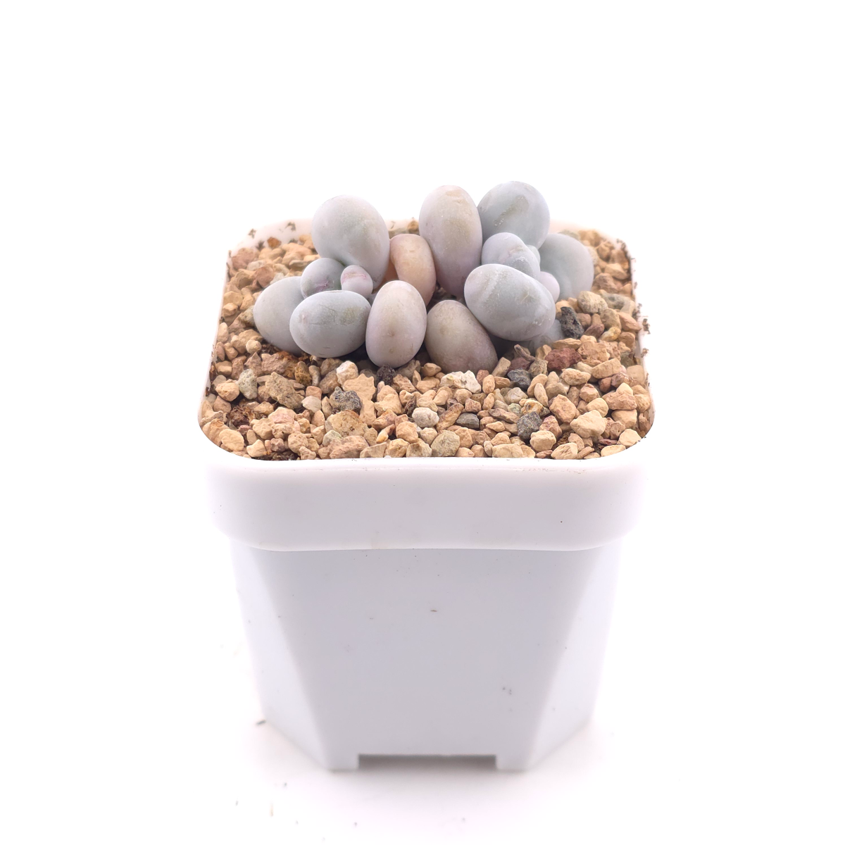Pachyphytum ‘Cheese’ | 奶酪 thumbnail 3
