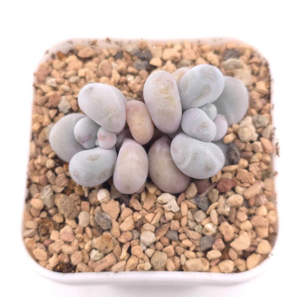 Pachyphytum ‘Cheese’ | 奶酪 - View 1