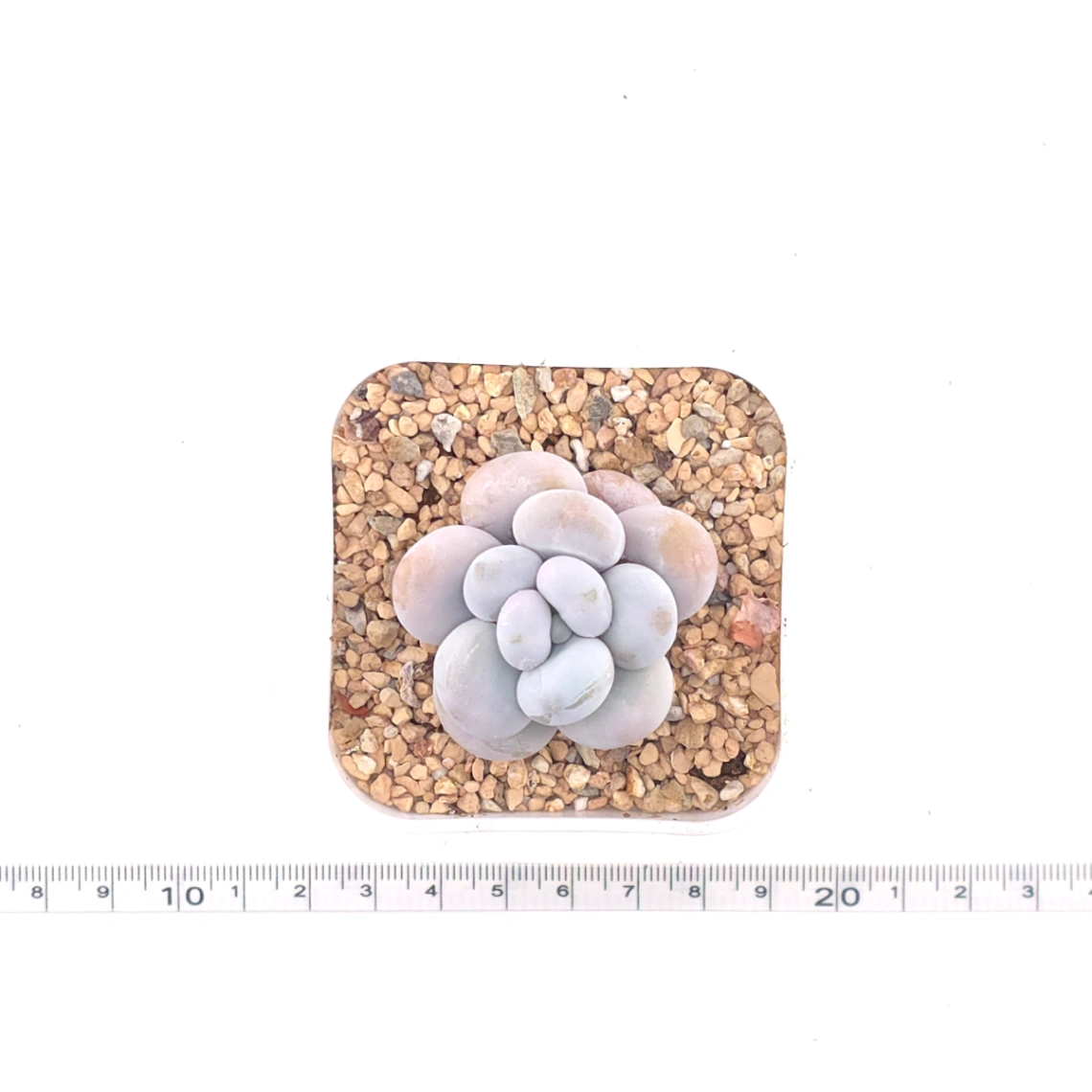 Pachyphytum ‘Cheese’ | 奶酪 thumbnail 4