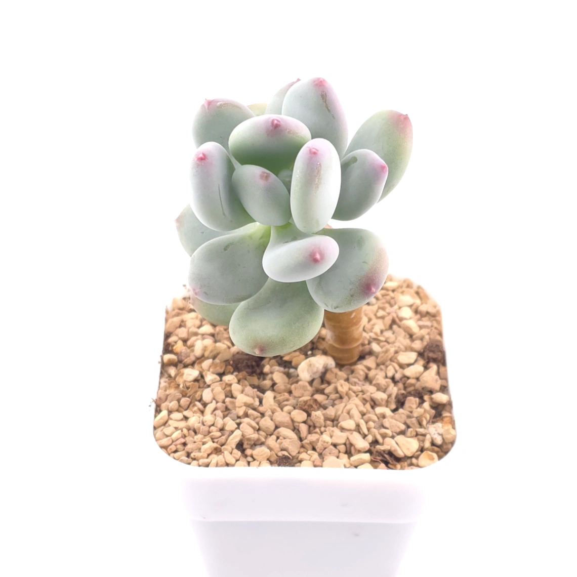 Pachyphytum 'Mikadukibijin' | 三日月美人 thumbnail 2
