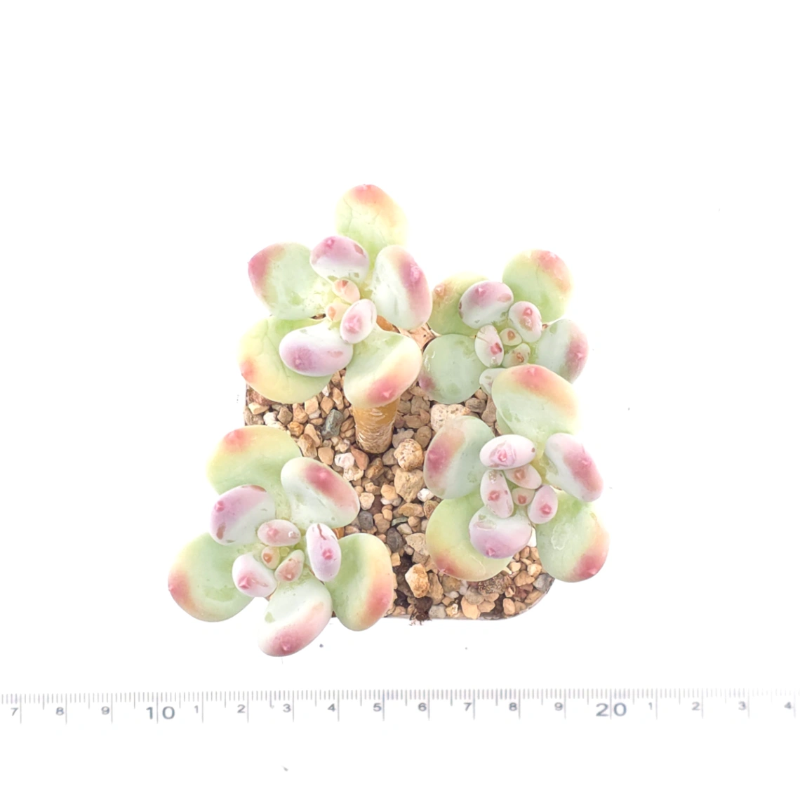 Pachyphytum 'Mikadukibijin' | 三日月美人 thumbnail 4
