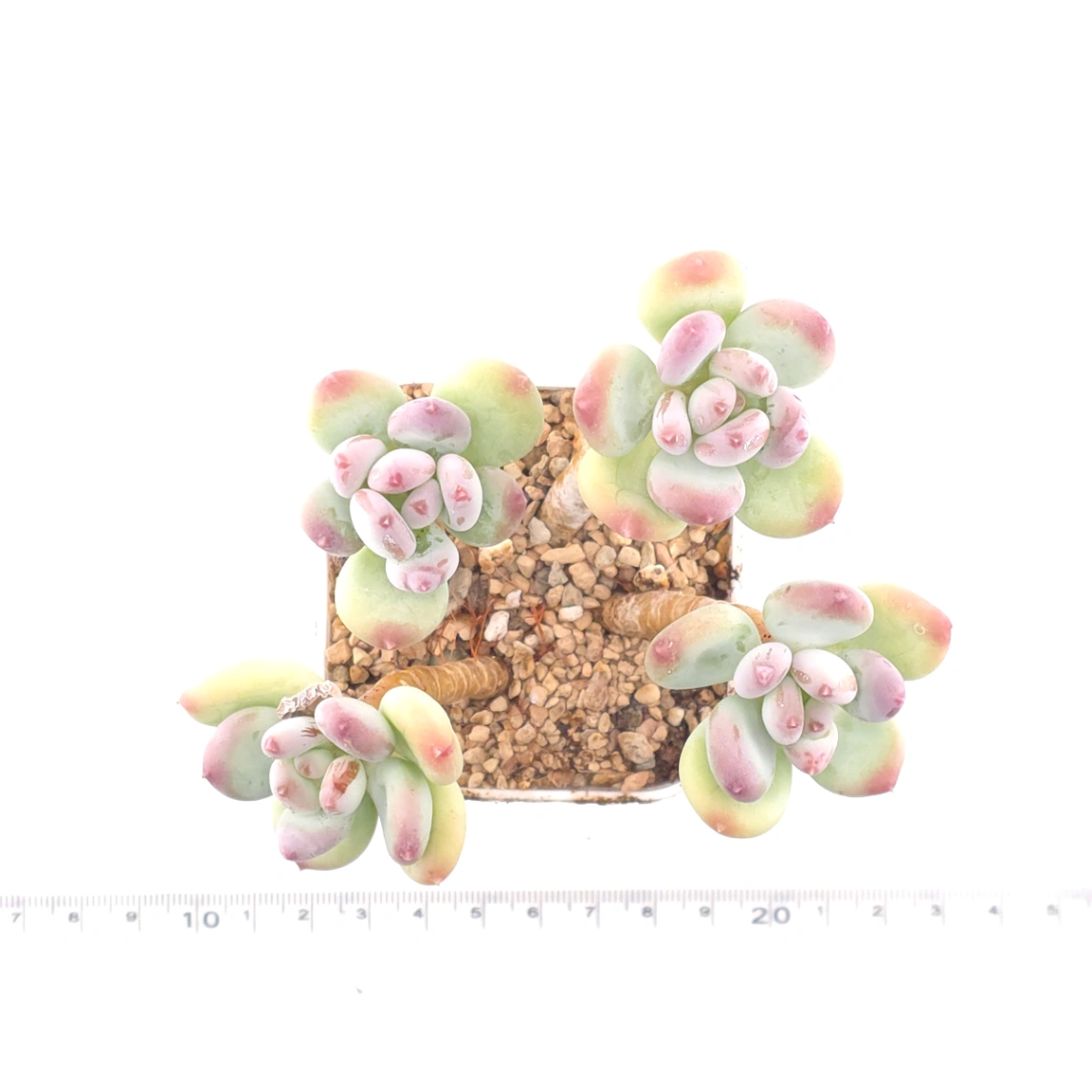 Pachyphytum 'Mikadukibijin' | 三日月美人 thumbnail 4