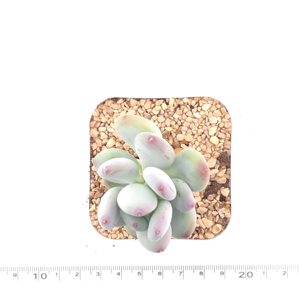 Pachyphytum 'Mikadukibijin' | 三日月美人 thumbnail 4
