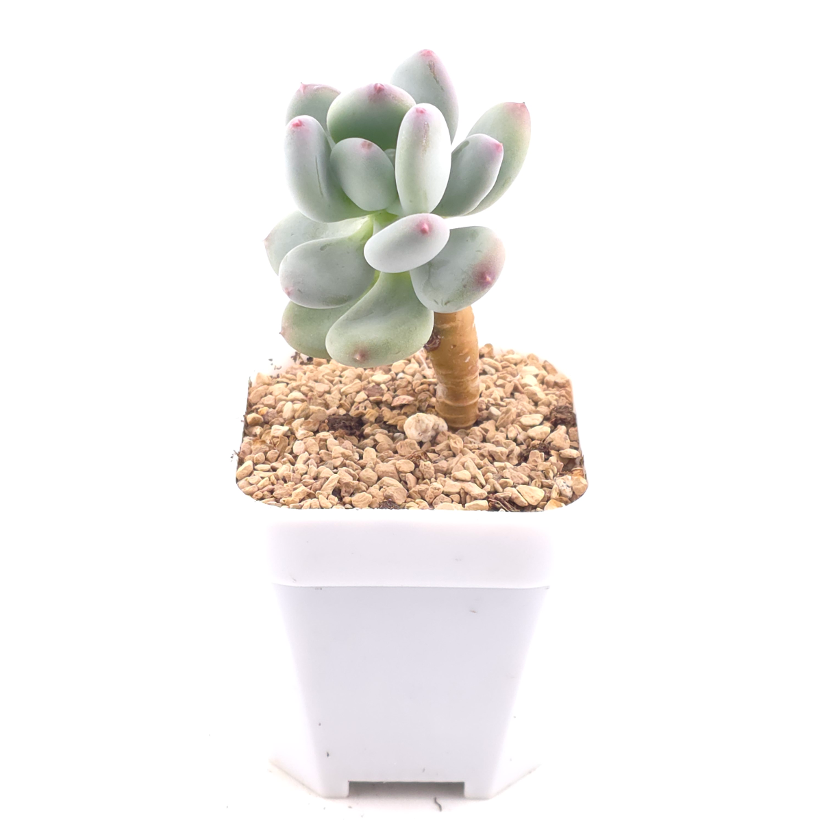 Pachyphytum 'Mikadukibijin' | 三日月美人 thumbnail 3