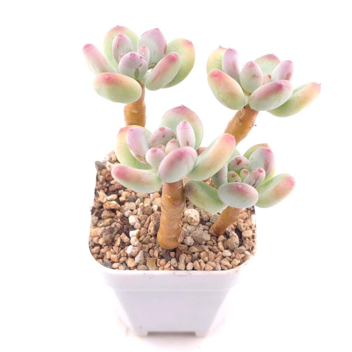 Pachyphytum 'Mikadukibijin' | 三日月美人 thumbnail 2