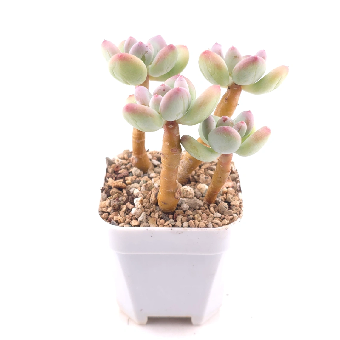 Pachyphytum 'Mikadukibijin' | 三日月美人 thumbnail 3