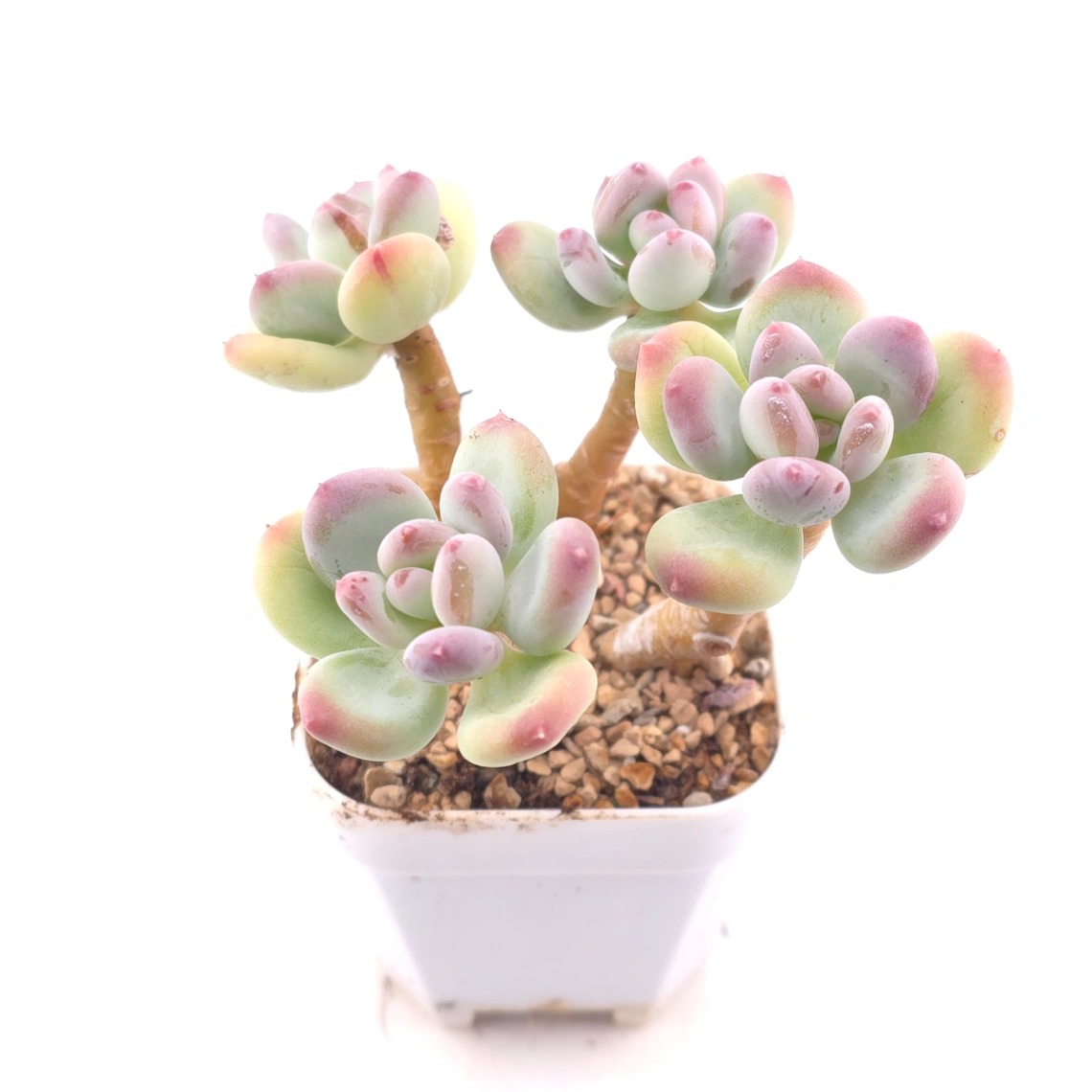 Pachyphytum 'Mikadukibijin' | 三日月美人 thumbnail 2