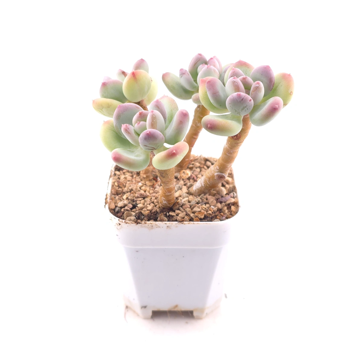 Pachyphytum 'Mikadukibijin' | 三日月美人 thumbnail 3