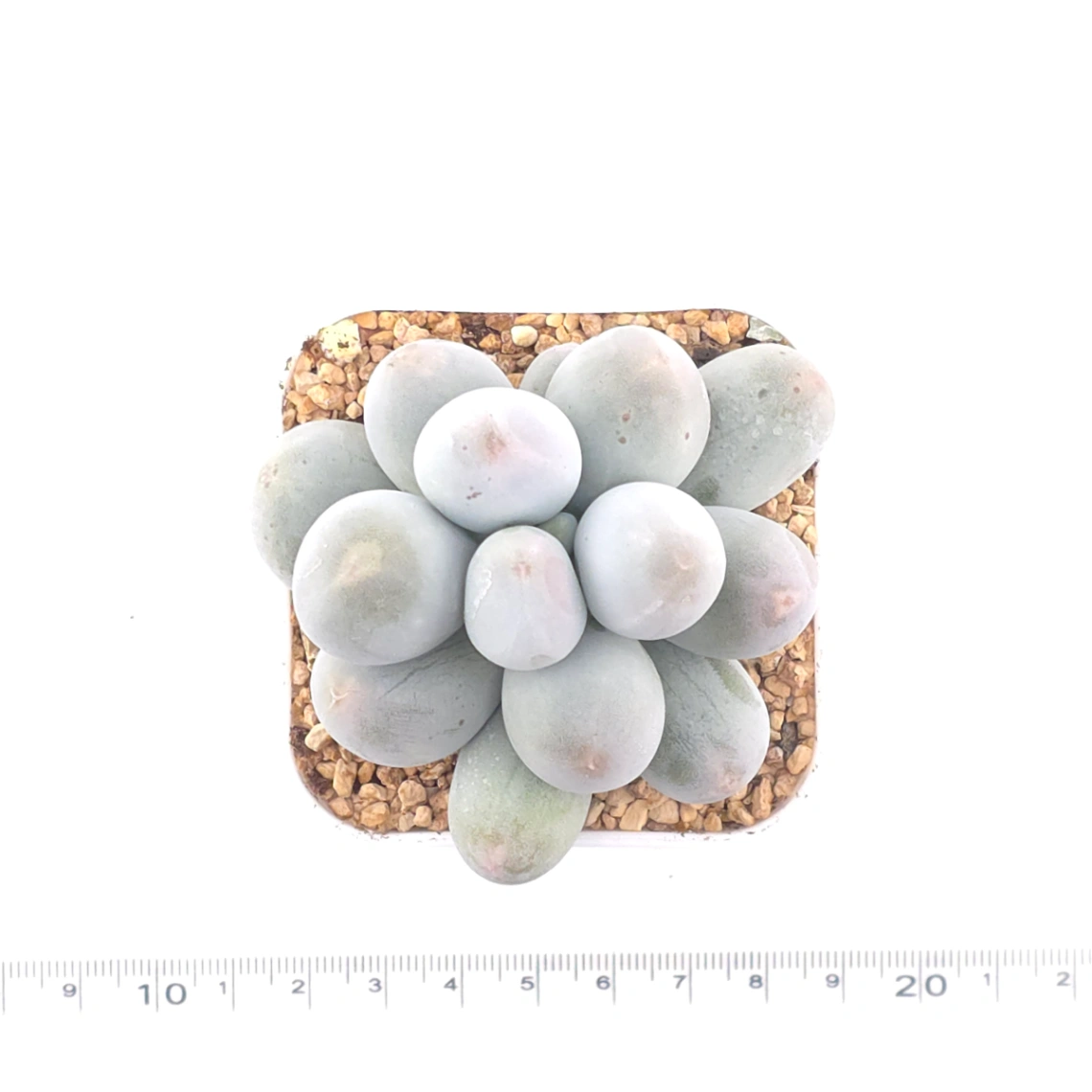 Pachyphytum 'Miko Miin' | 美空 thumbnail 4