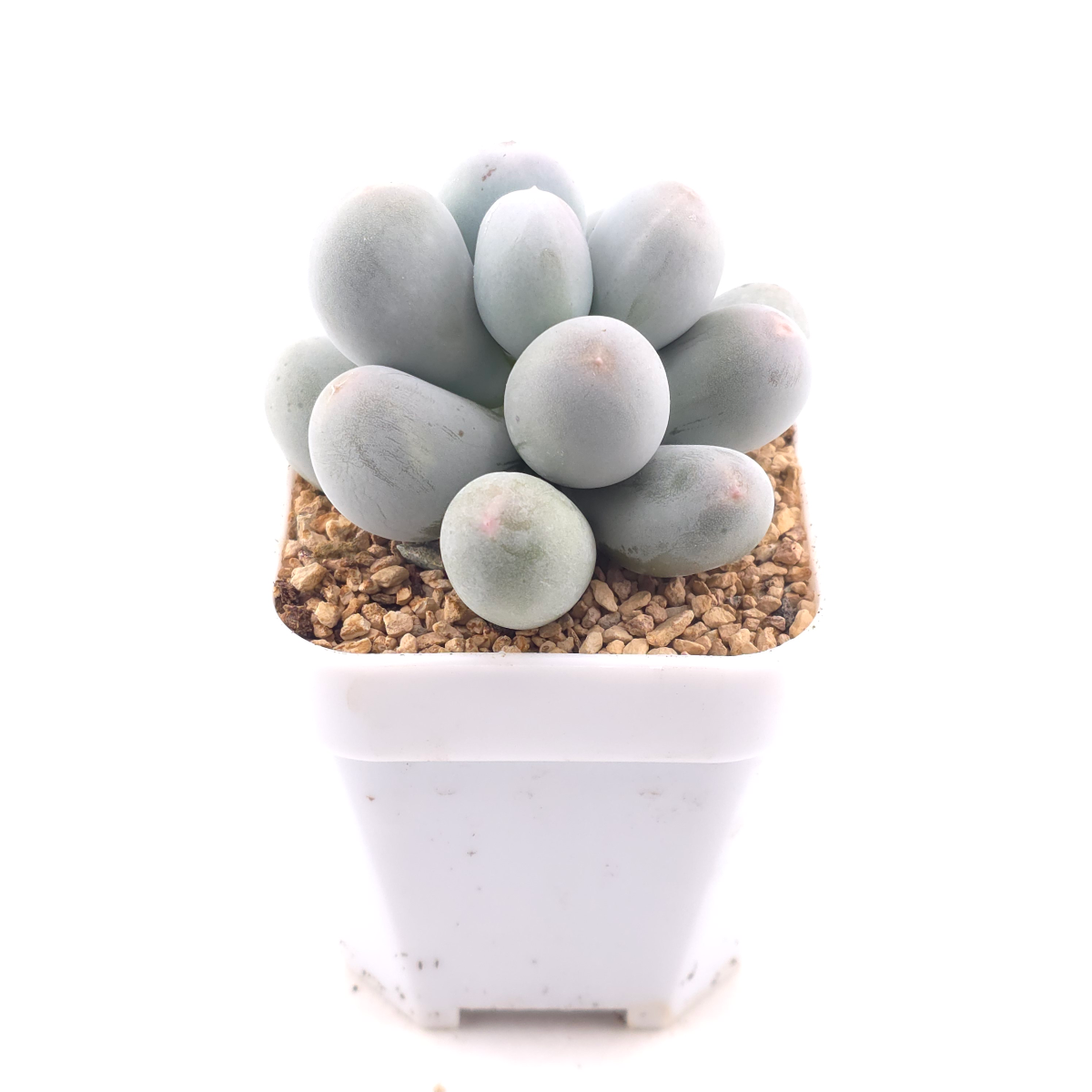 Pachyphytum 'Miko Miin' | 美空 thumbnail 3