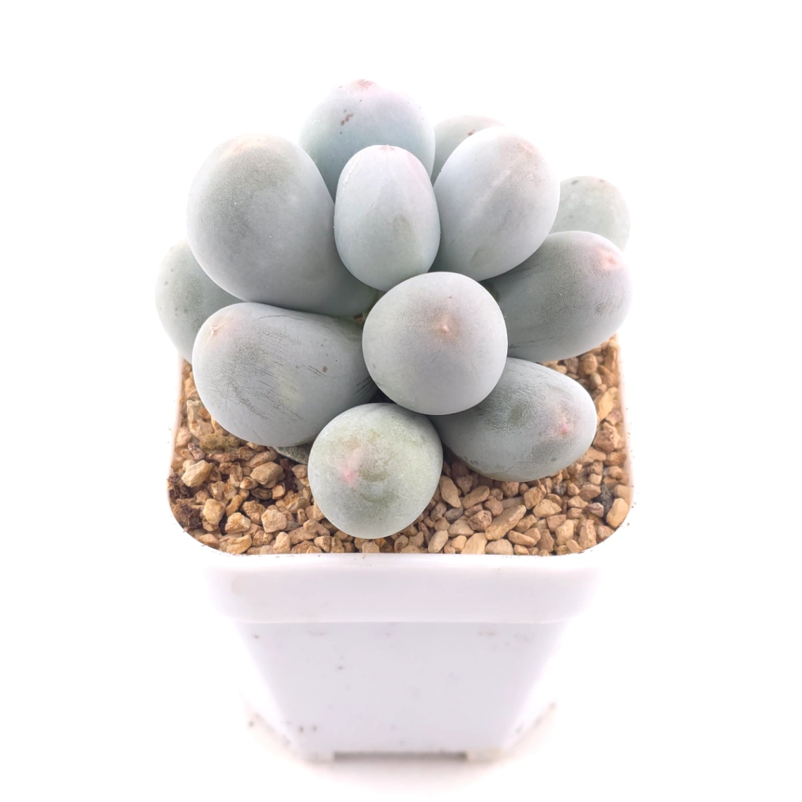 Pachyphytum 'Miko Miin' | 美空 thumbnail 2