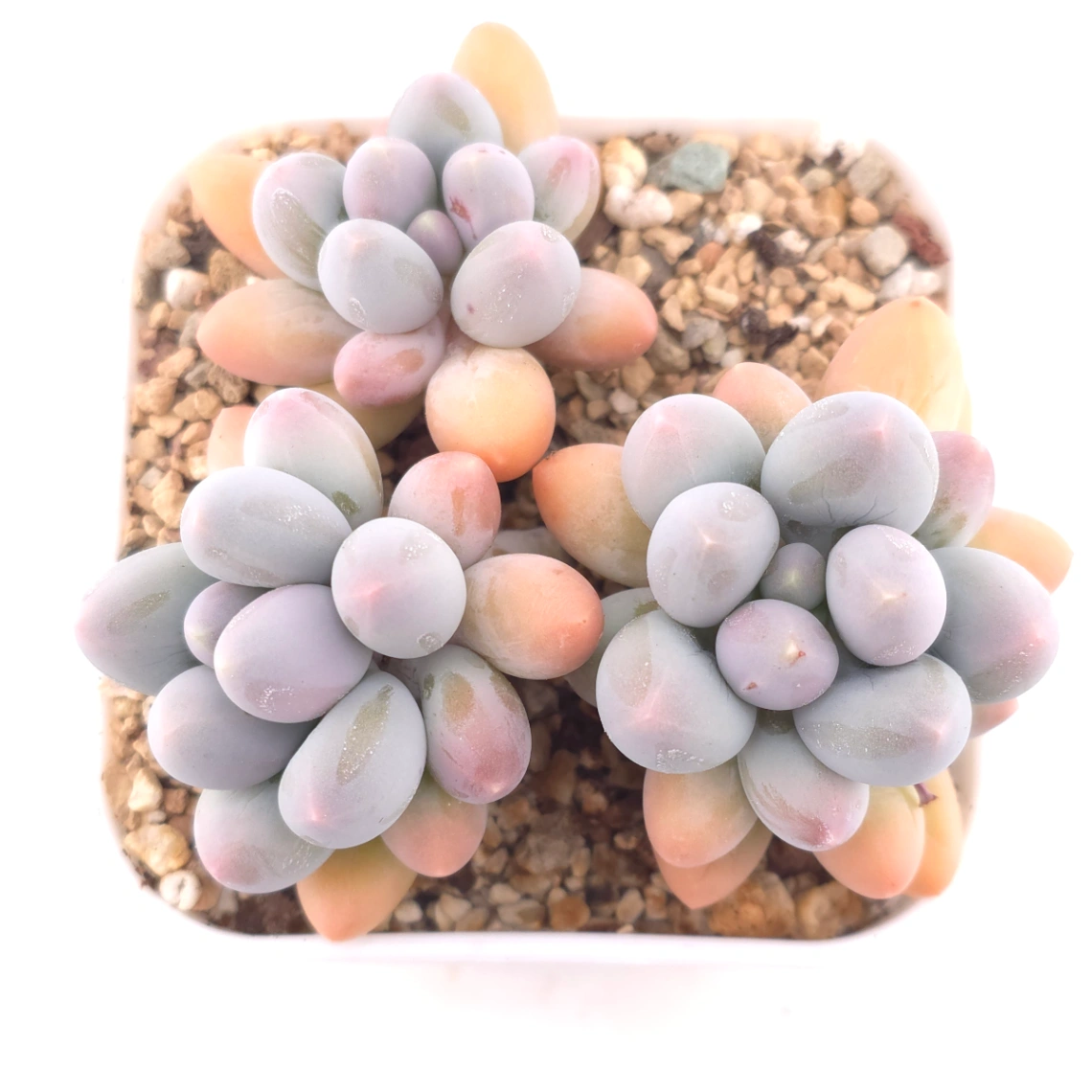 Pachyphytum 'Milk Beans' | 奶豆群 - View 1