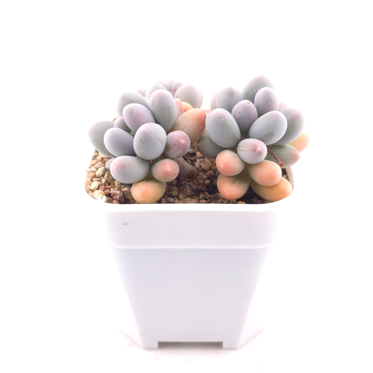 Pachyphytum 'Milk Beans' | 奶豆群 thumbnail 3