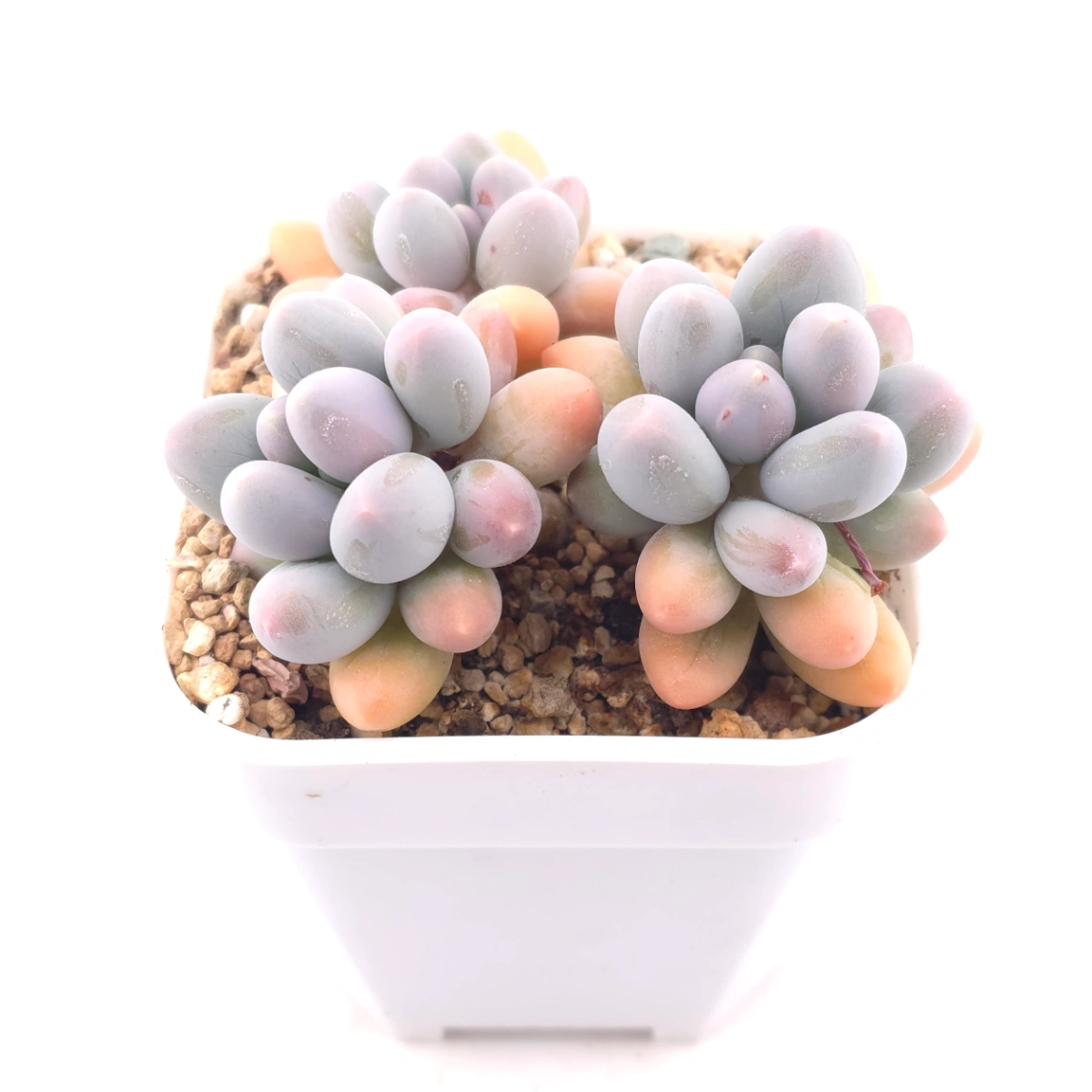 Pachyphytum 'Milk Beans' | 奶豆群 thumbnail 2