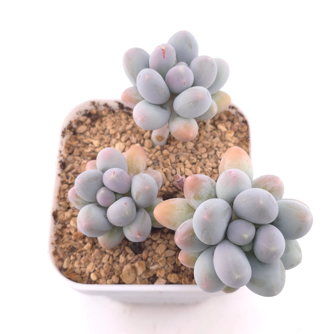 Pachyphytum 'Milk Beans' | 奶豆群 - View 1