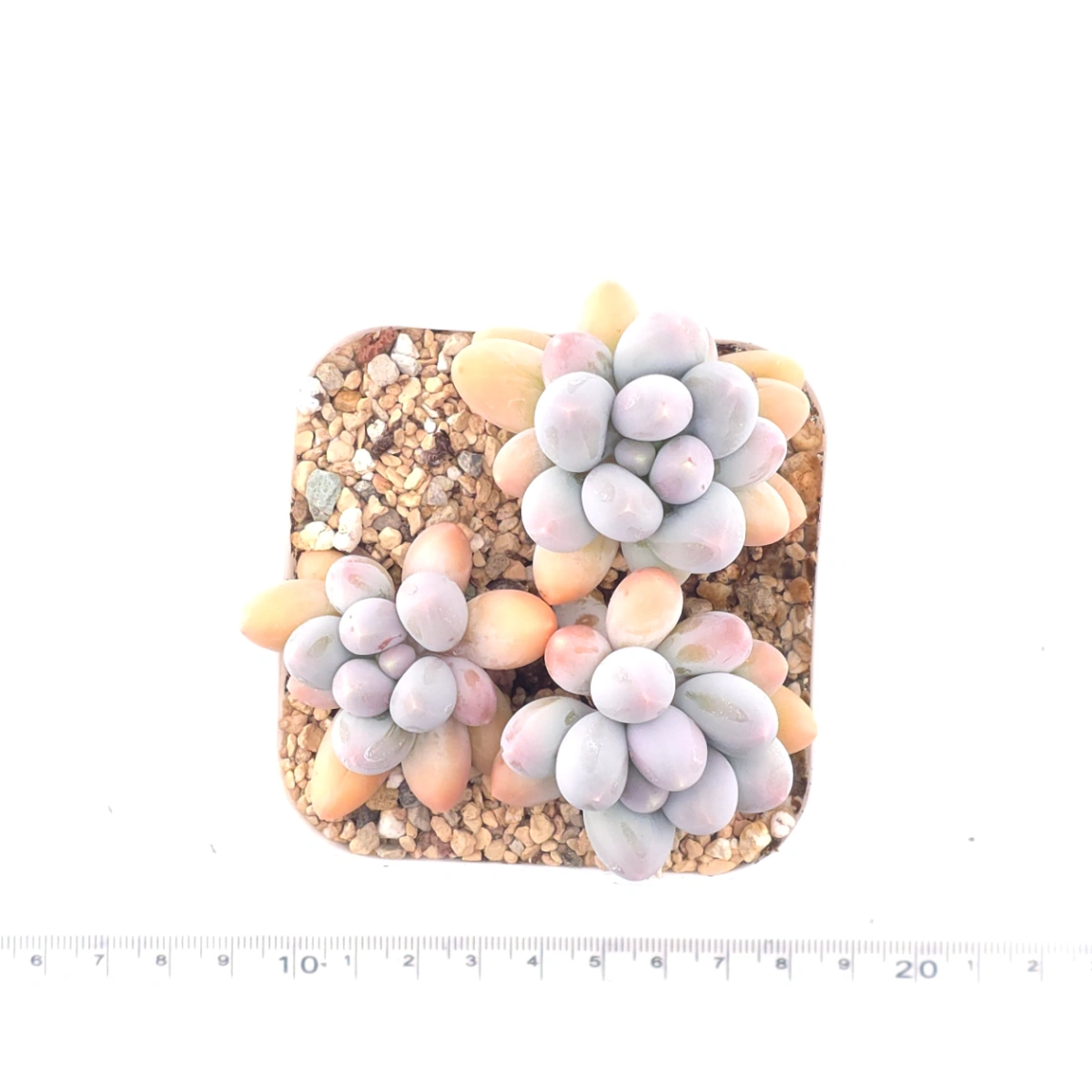 Pachyphytum 'Milk Beans' | 奶豆群 thumbnail 4