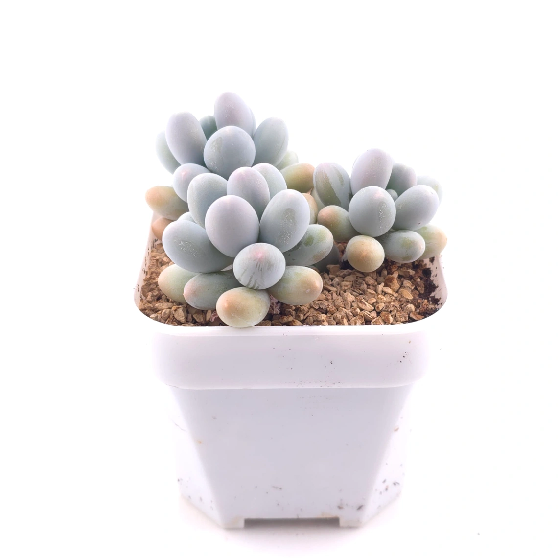 Pachyphytum 'Milk Beans' | 奶豆群 thumbnail 3
