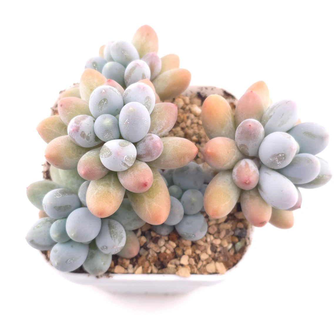 Pachyphytum 'Milk Beans' | 奶豆群 - View 1